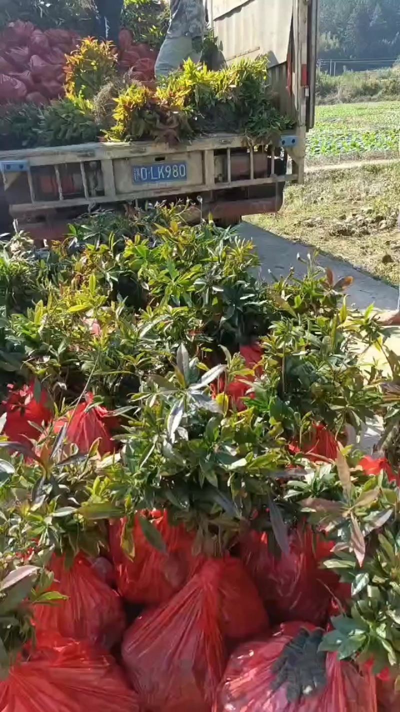 木荷苗，木荷杯苗，大量供应批发