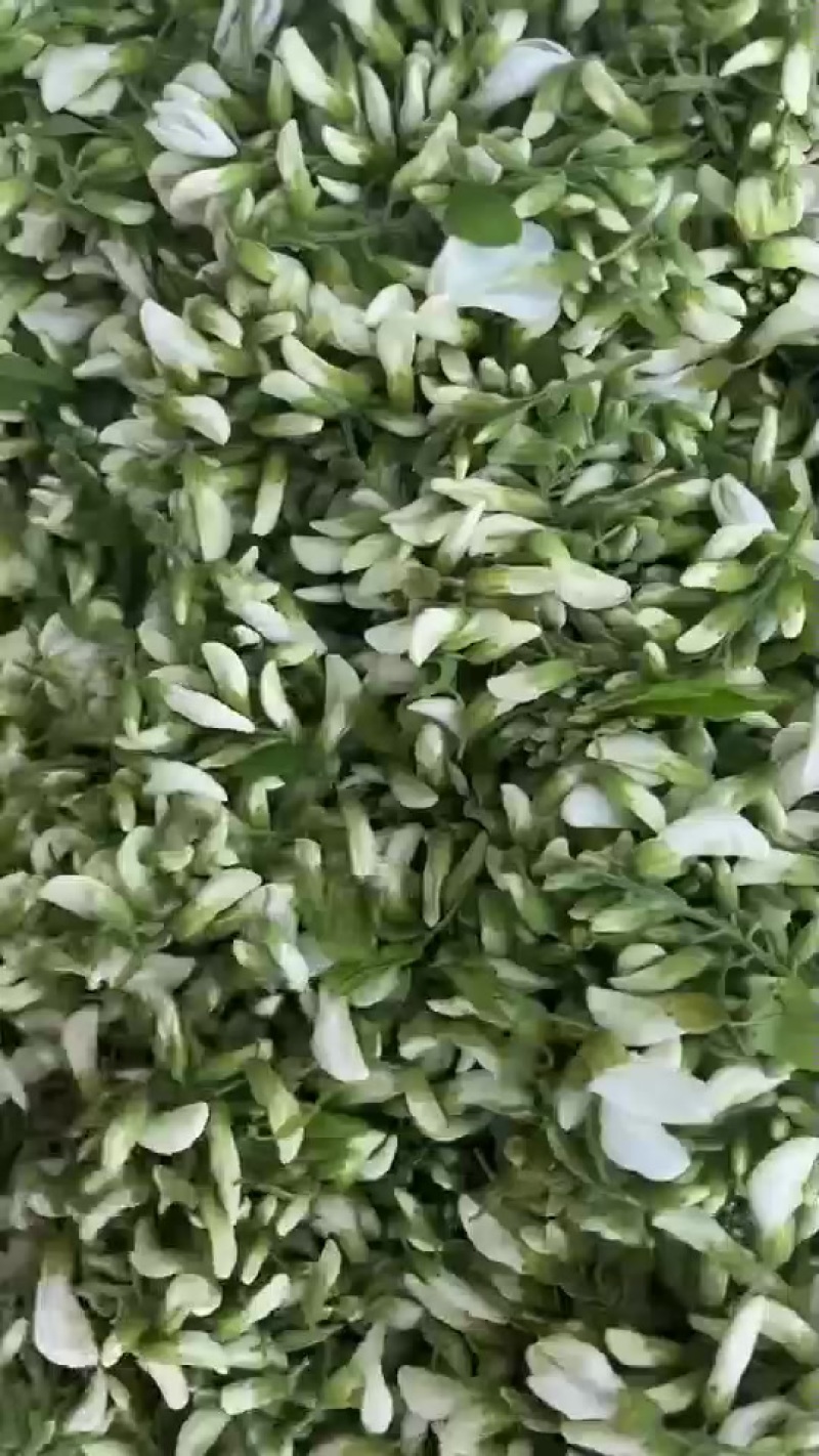 鲜洋槐花