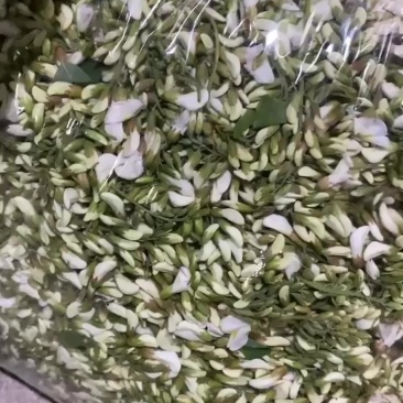 鲜洋槐花