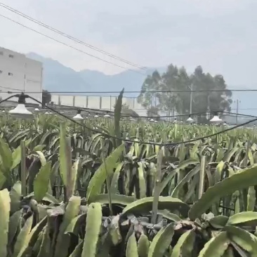福建红心火龙果苗