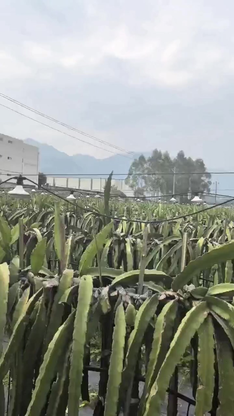 福建红心火龙果苗