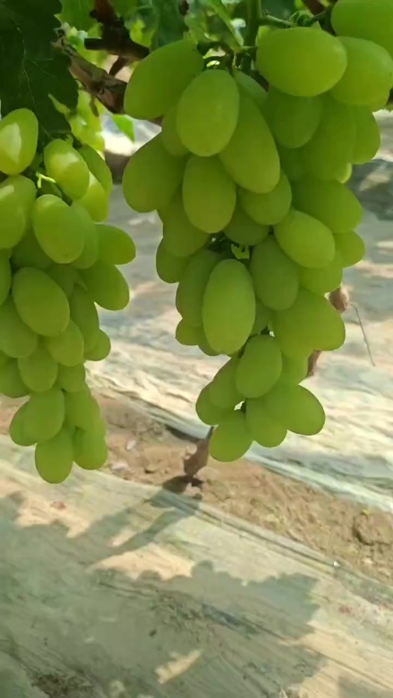 维多利亚