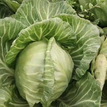 中甘五十六包菜
