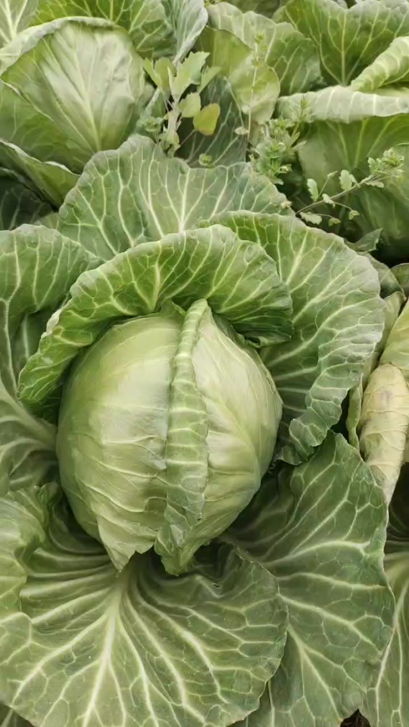 中甘五十六包菜