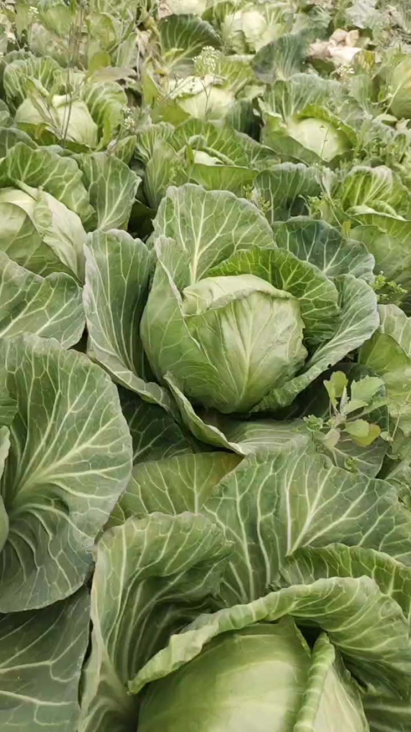 中甘五十六包菜