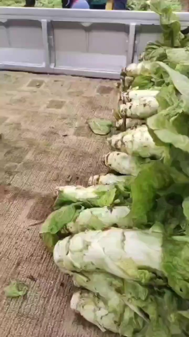 莴笋