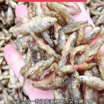 油炸麦穗鱼，好吃不苦，价格便宜，需要的老板联系我曾姐小鱼