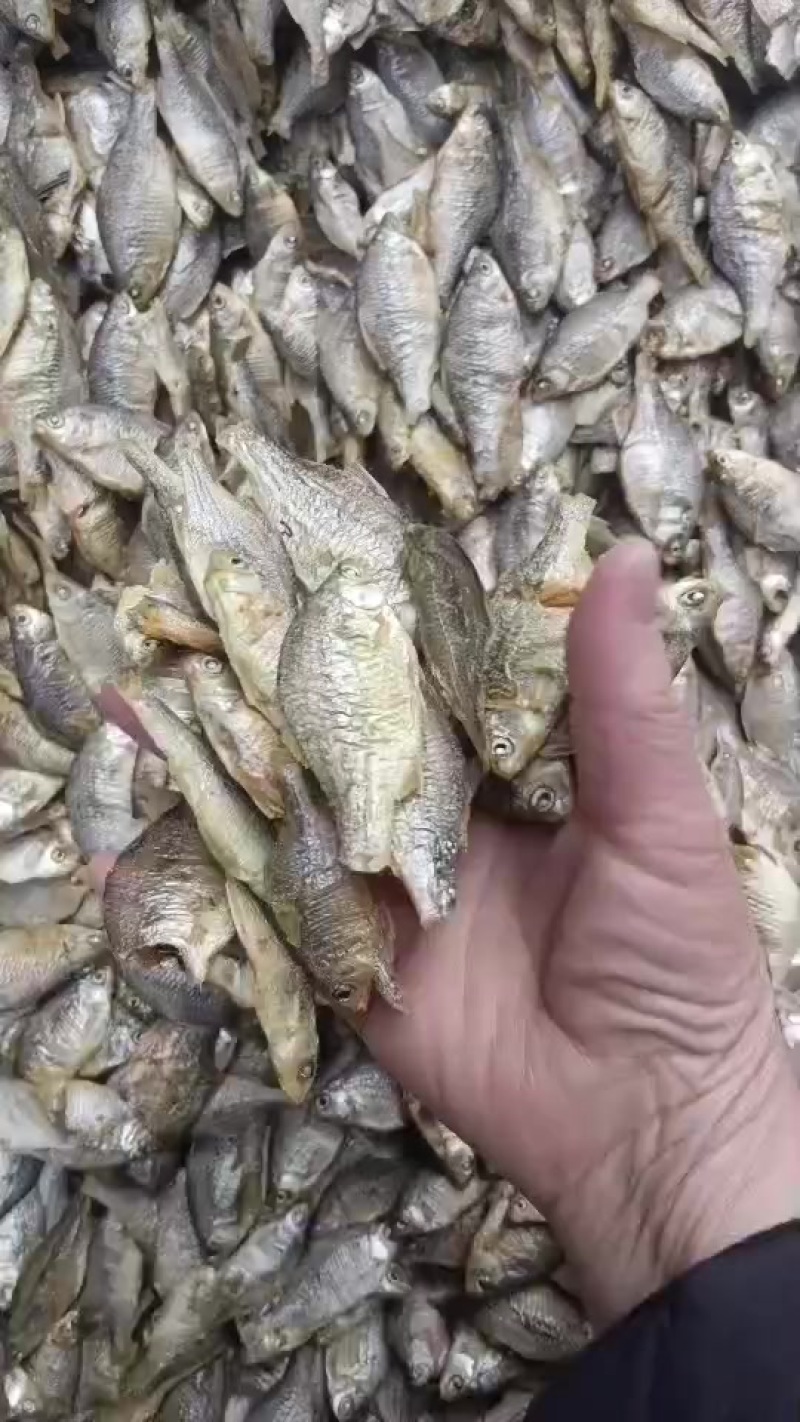 水煮半边，新鲜度非常好，需要的老板联系我曾姐小鱼，