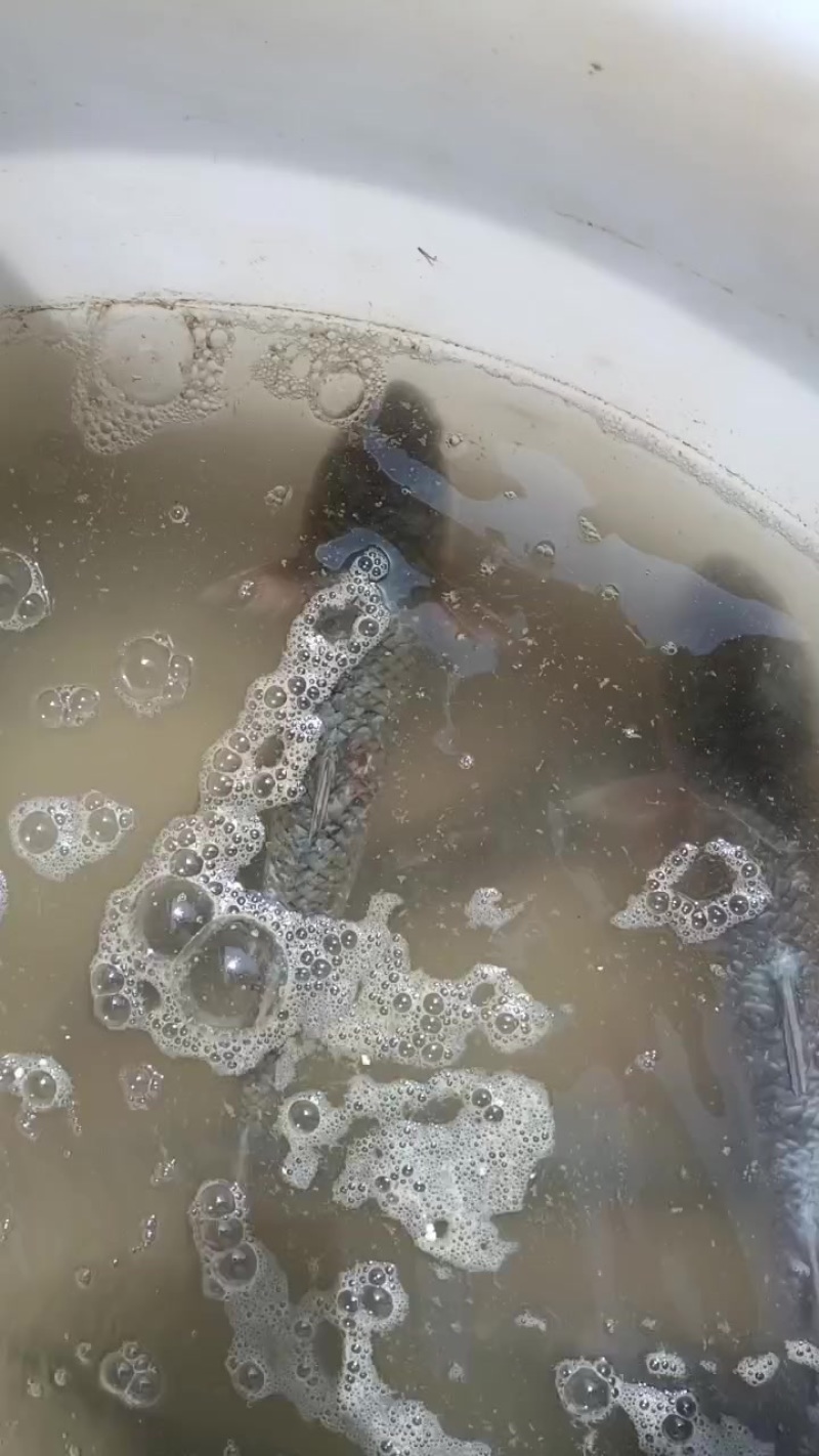 支鱼