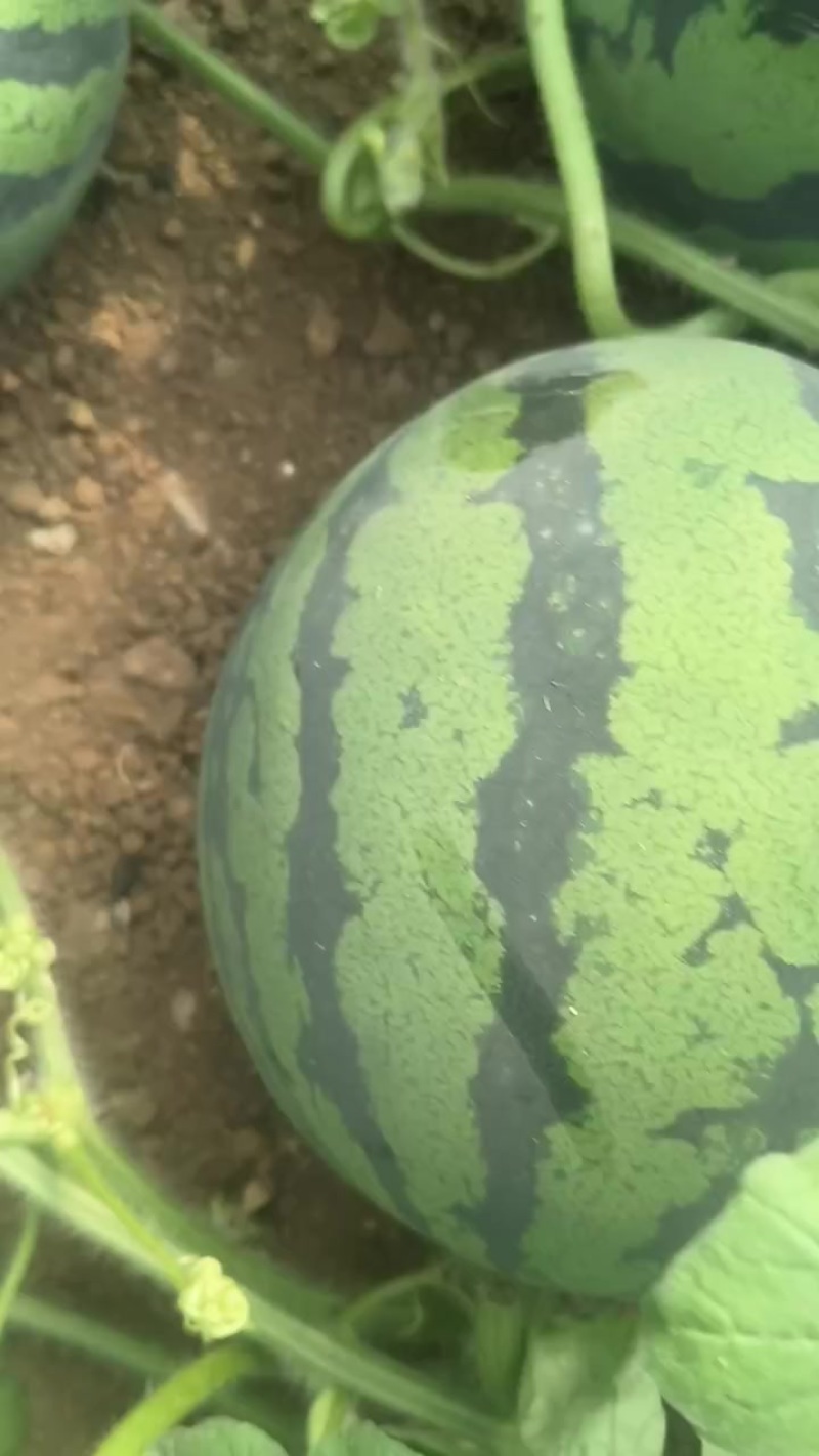 美都双星甜王西瓜以上市，价格便宜个头不大不小成熟度好耐运