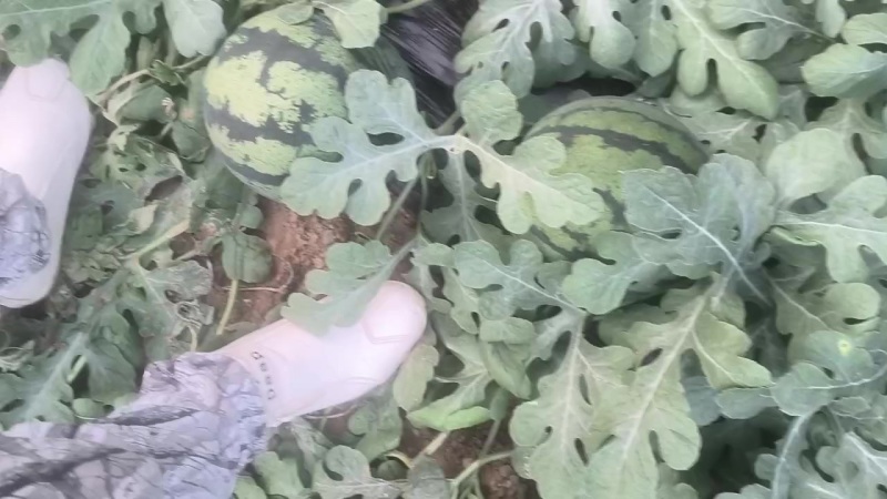 美都双星甜王西瓜以上市，价格便宜个头不大不小成熟度好耐运