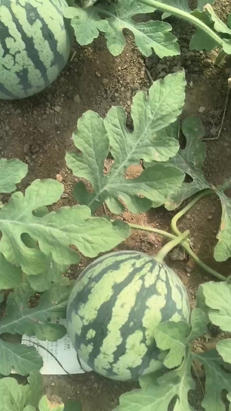 美都双星甜王西瓜以上市，价格便宜个头不大不小成熟度好耐运