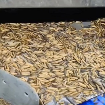 黑水虻