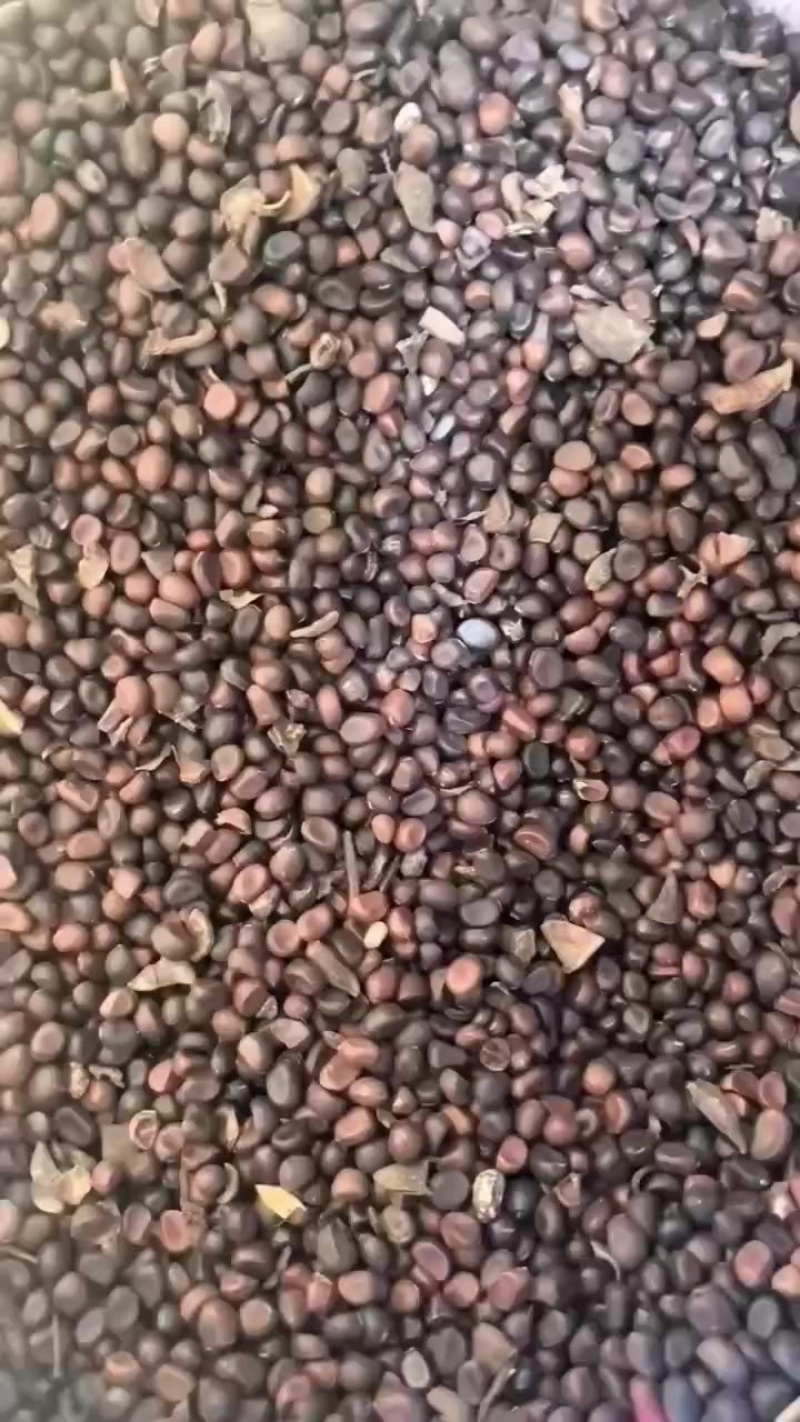 赤芍种子