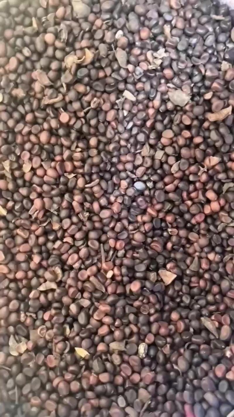 赤芍种子