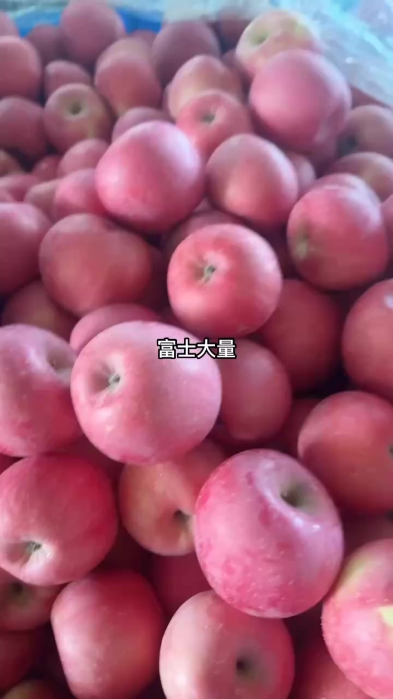 片红富士