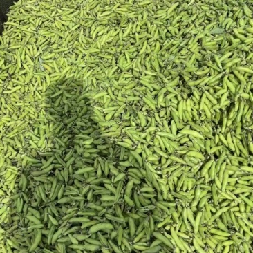 大理蚕豆