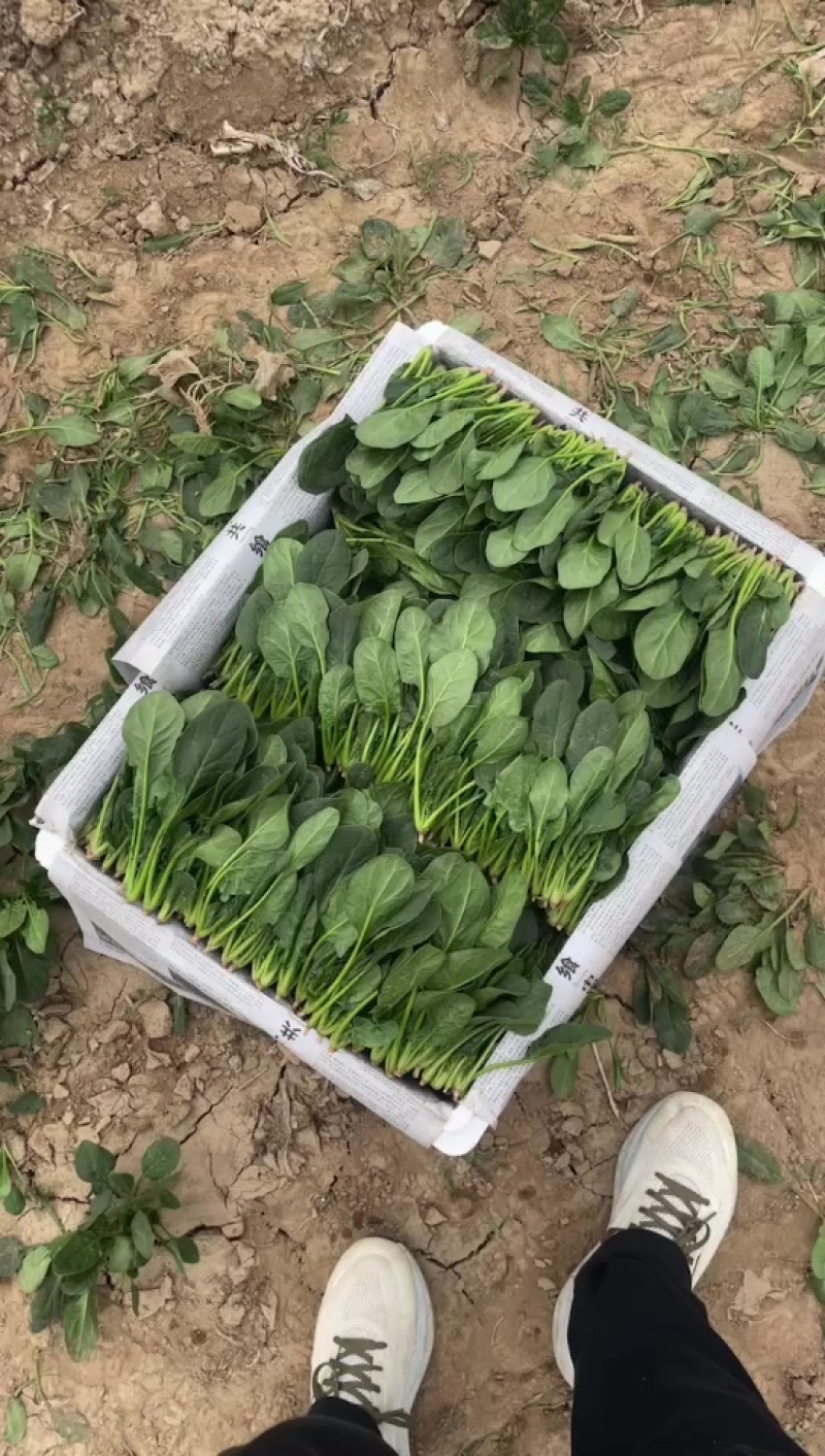 精品三排小菠菜