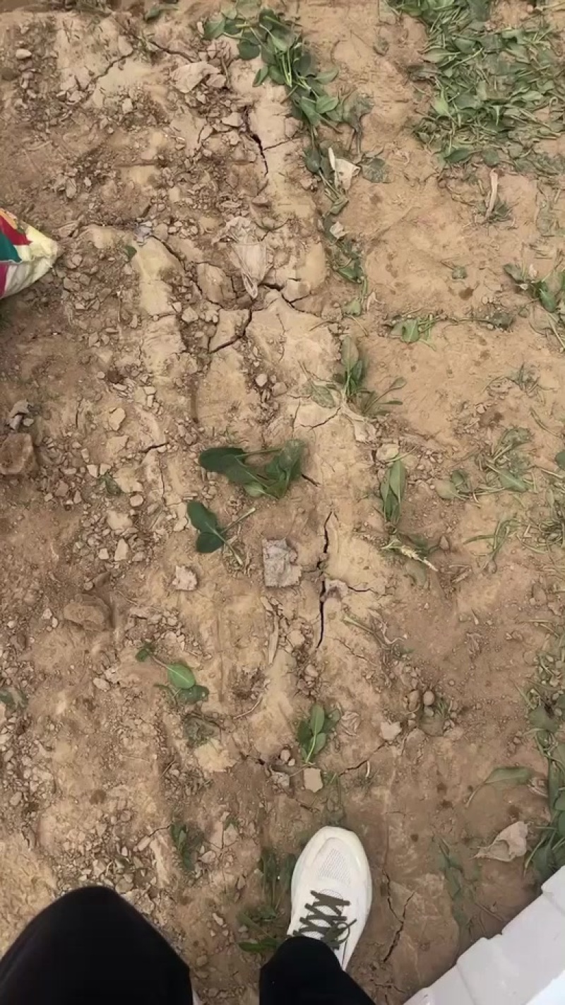 精品三排小菠菜