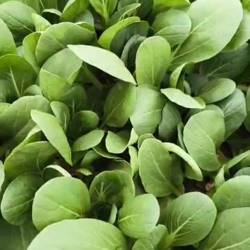 陕西小青菜，小油菜，上海青