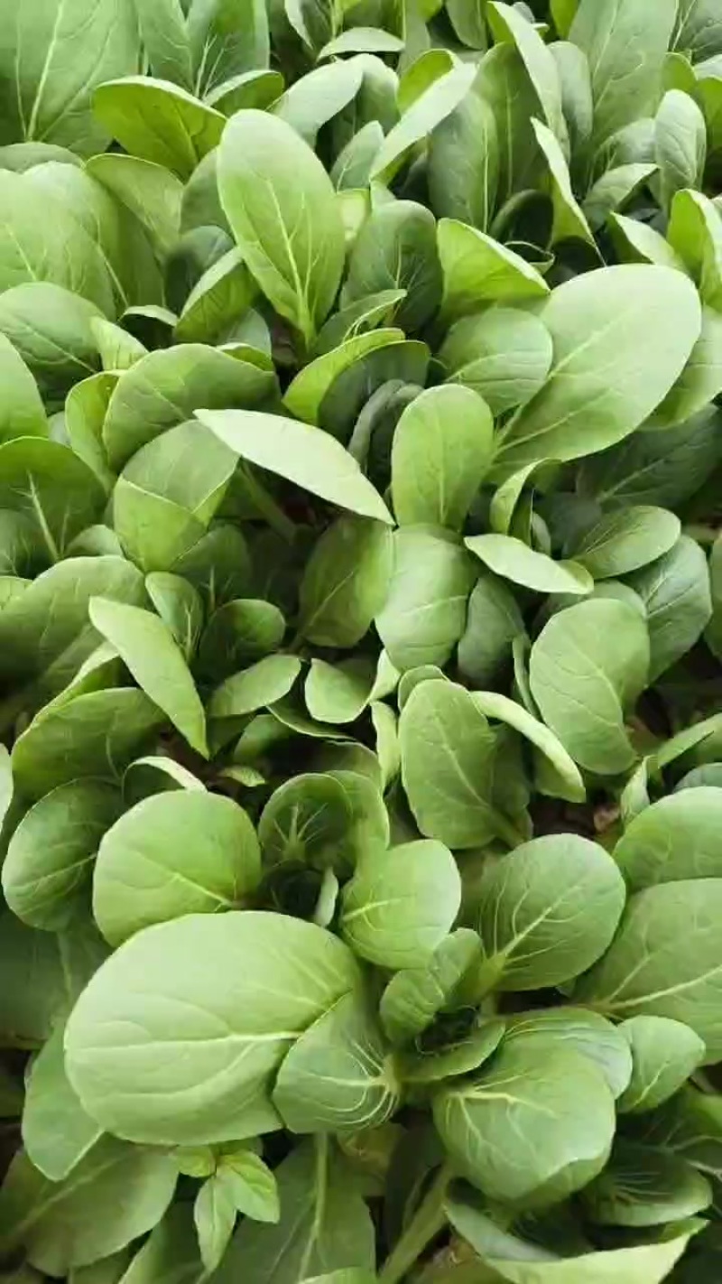 陕西小青菜，小油菜，上海青