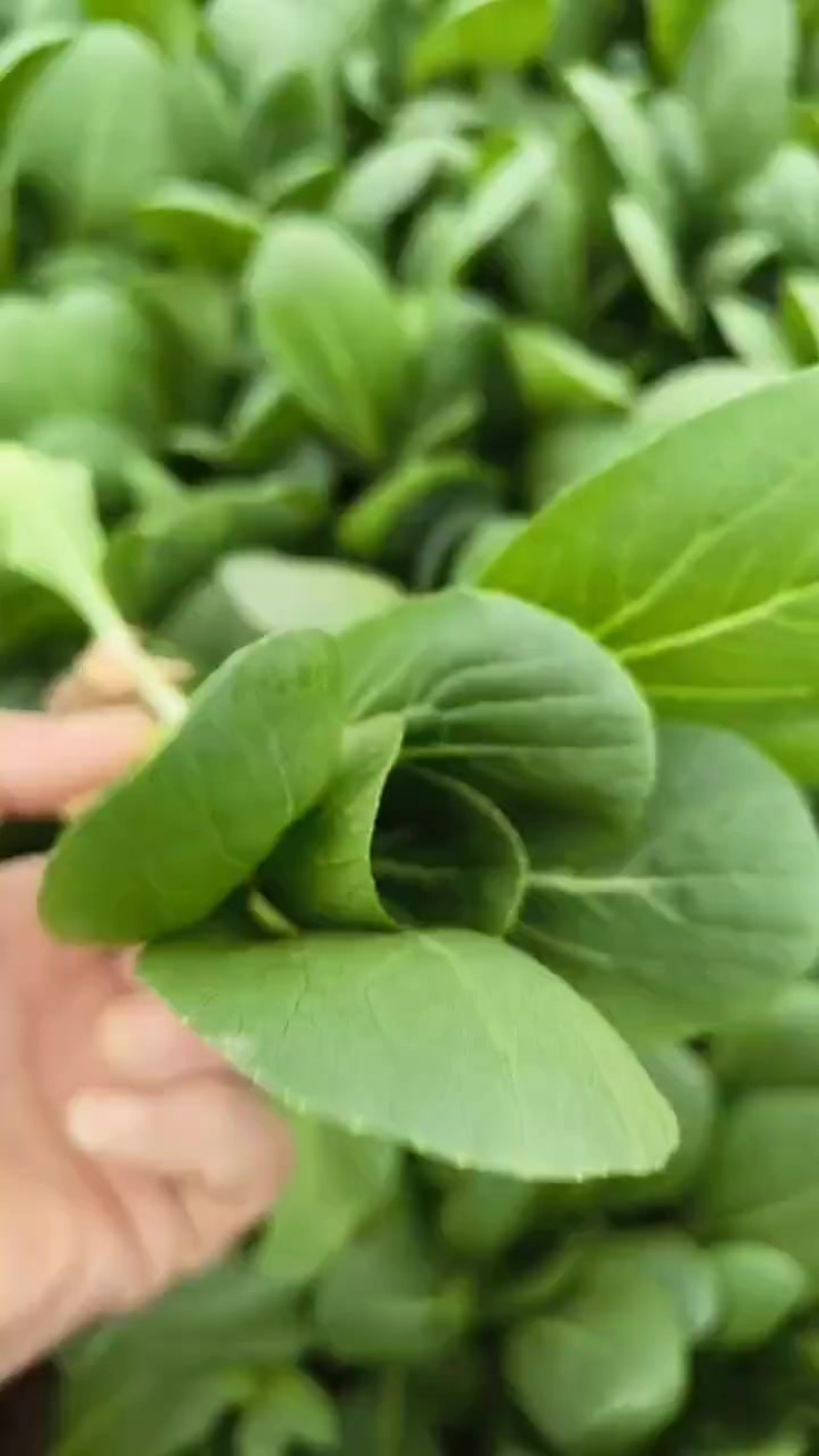 陕西小青菜，小油菜，上海青