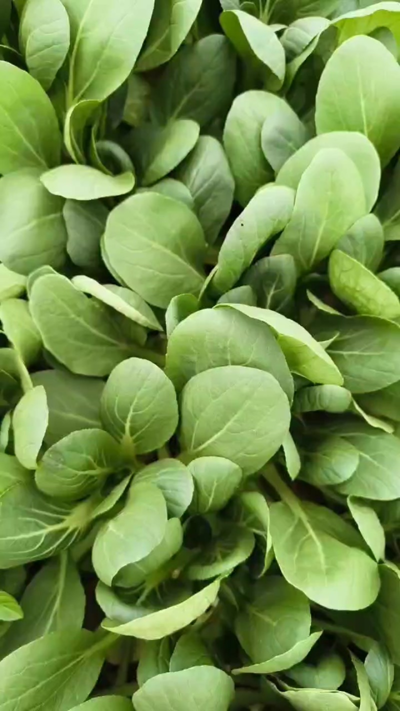陕西小青菜，小油菜，上海青