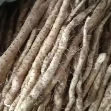 鹤壁垆土地铁棍山药源头种植基地山药种苗货真价实