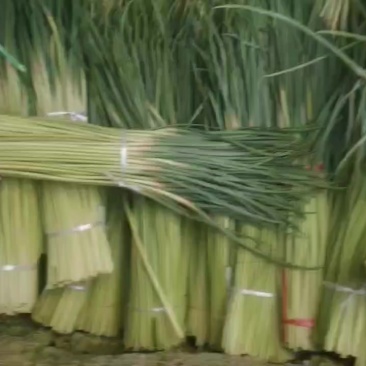 红帽蒜苔大量有货