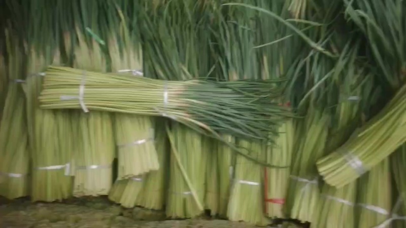 红帽蒜苔大量有货