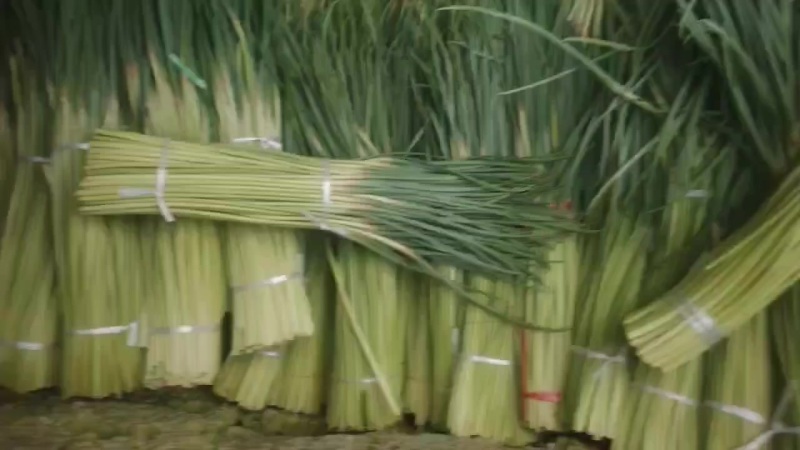 红帽蒜苔大量有货