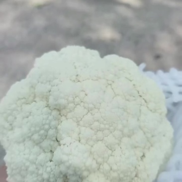 云南花菜
