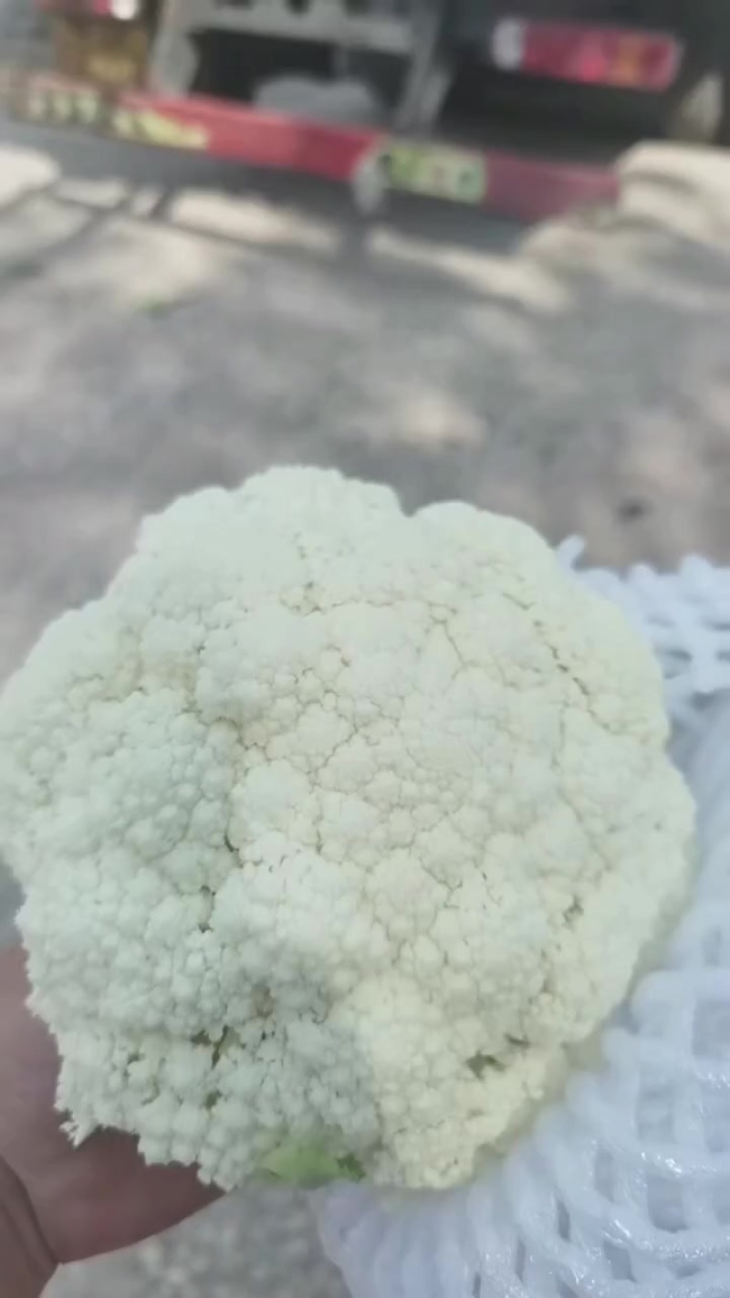 云南花菜