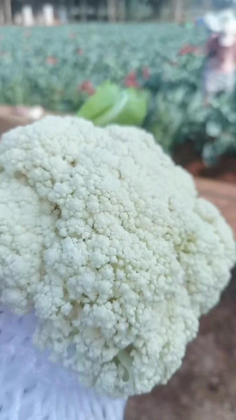 云南花菜