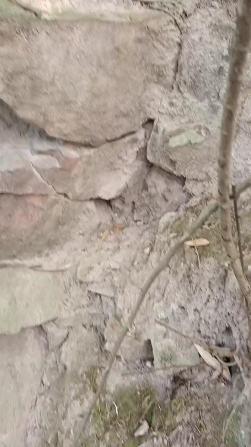 骨碎补