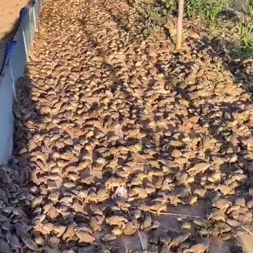 蟾蜍养殖