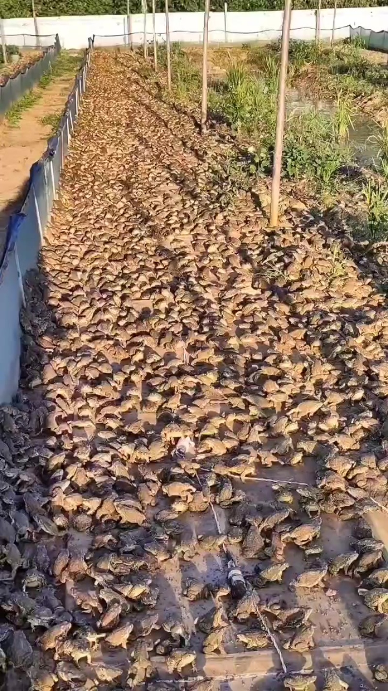 蟾蜍养殖