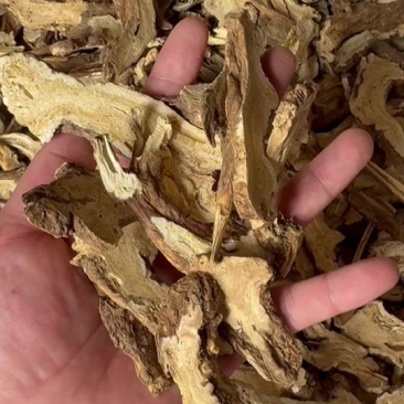 河北地产白术一年片两年片