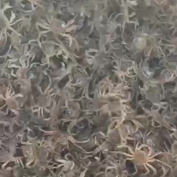 豆蟹苗包邮