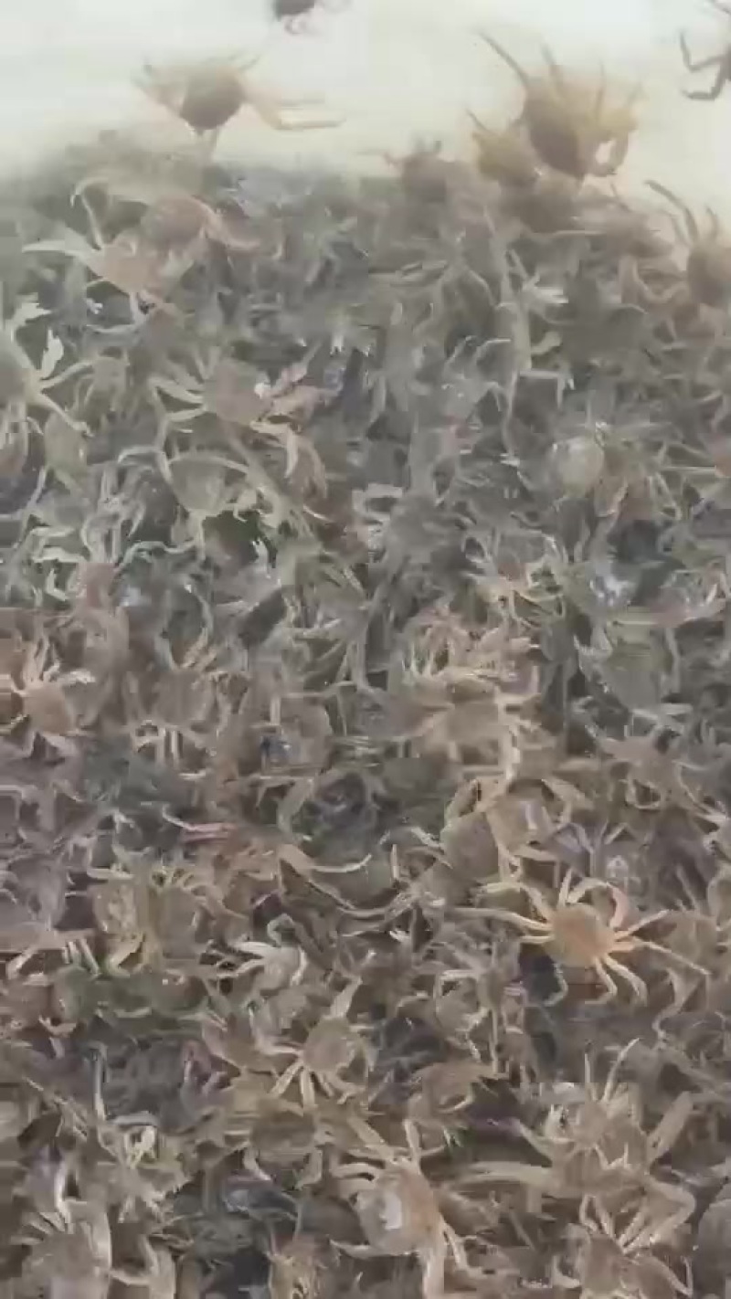 豆蟹苗包邮