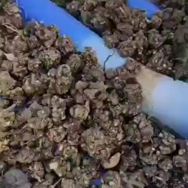 水洗精品猫爪草干货