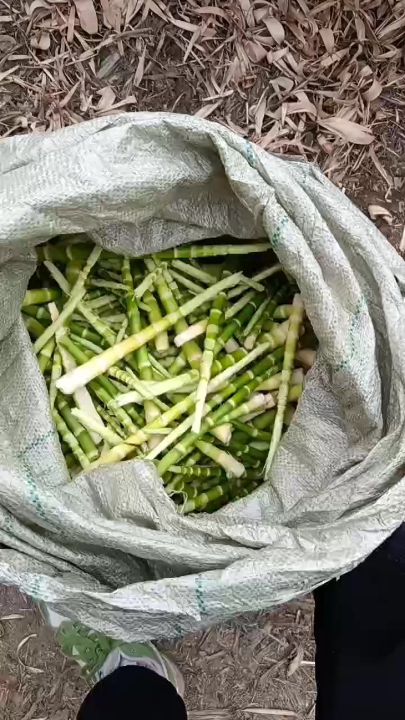 竹笋上市了，需要的联系，现场采摘发货，******剂