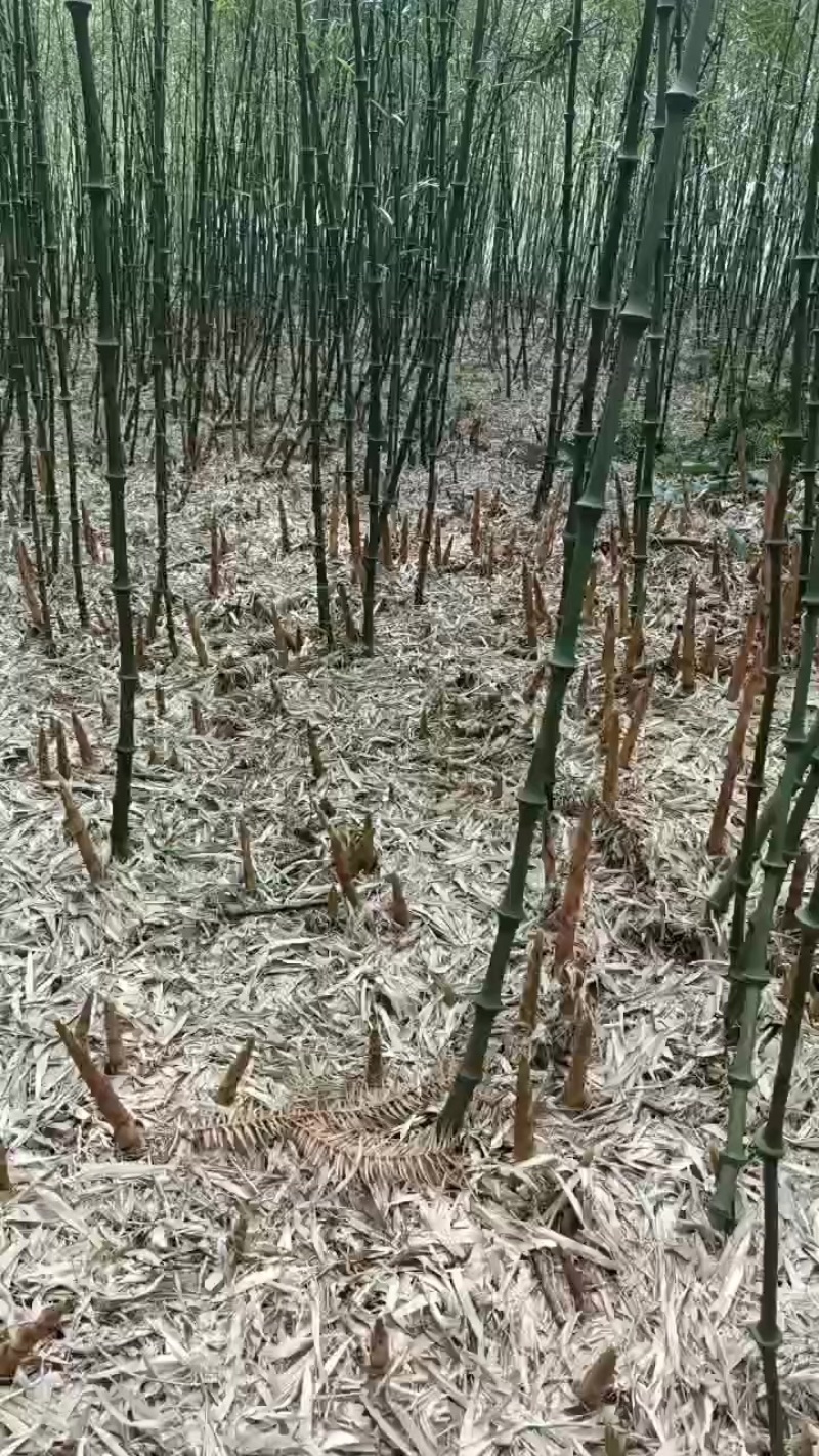 竹笋上市了，需要的联系，现场采摘发货，******剂