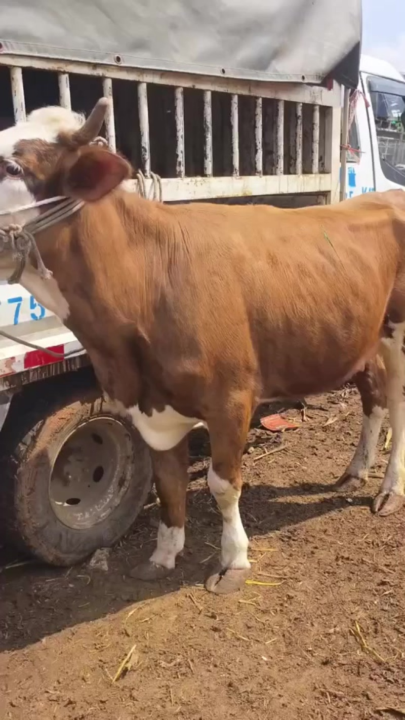 西门塔尔