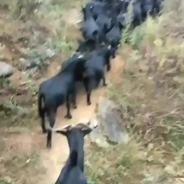 正宗大山放养黑山羊
