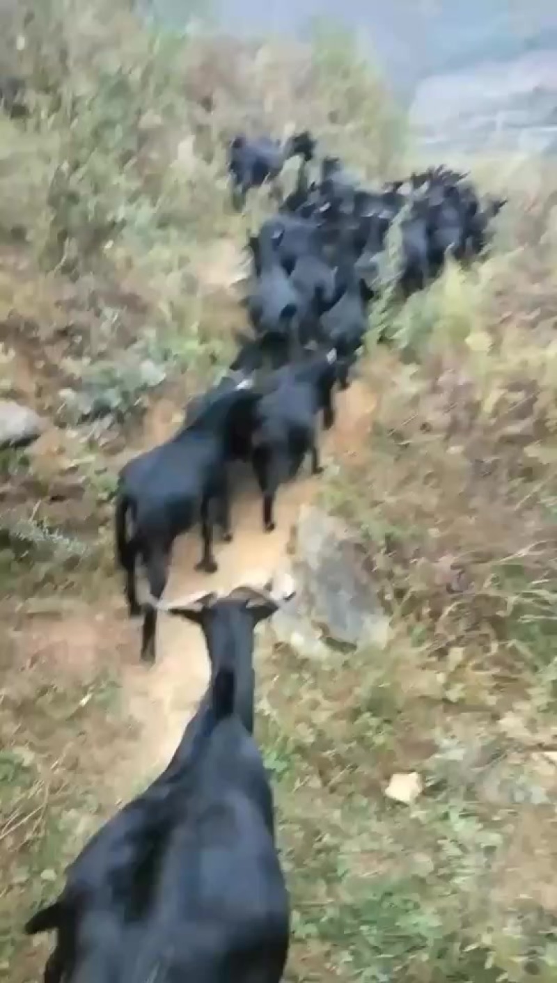 正宗大山放养黑山羊