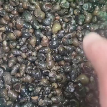 螺蛳饲料