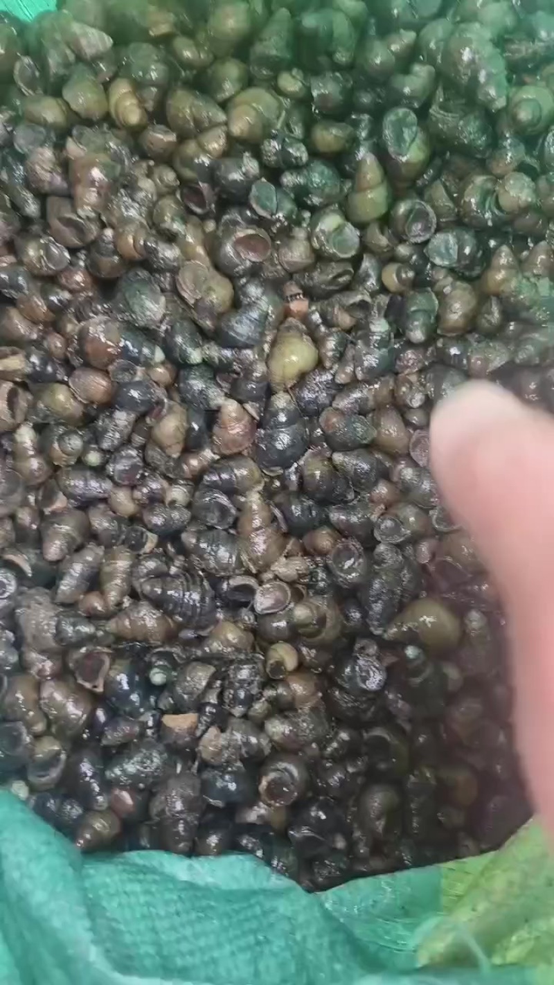 螺蛳饲料