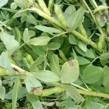云南大理蚕豆大量上市，需要的联系