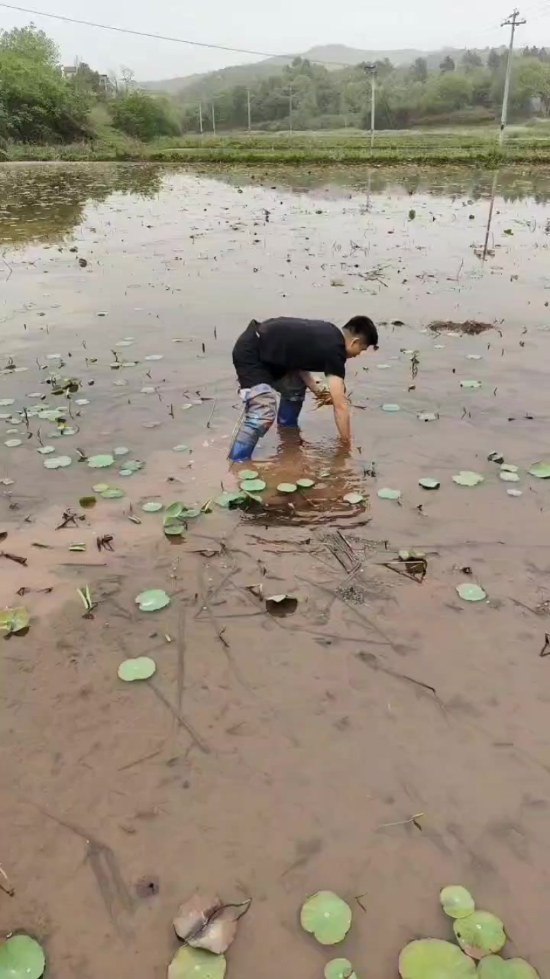 藕尖